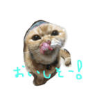 ねこのうに2（個別スタンプ：20）