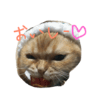 ねこのうに2（個別スタンプ：22）