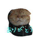 ねこのうに2（個別スタンプ：23）