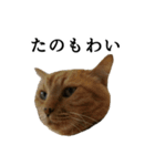 コアな愛媛弁を話す猫の吾作とにゃー2（個別スタンプ：19）