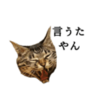 コアな愛媛弁を話す猫の吾作とにゃー2（個別スタンプ：20）
