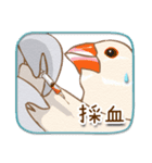 文鳥病院＊通院編（個別スタンプ：13）