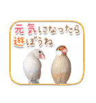 文鳥病院＊通院編（個別スタンプ：32）