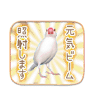 文鳥病院＊通院編（個別スタンプ：33）