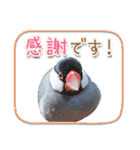 文鳥病院＊通院編（個別スタンプ：35）