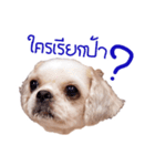Shih Tzu Gang（個別スタンプ：3）