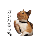 三毛猫チャム2（個別スタンプ：1）