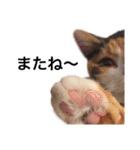三毛猫チャム2（個別スタンプ：15）