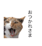 三毛猫チャム2（個別スタンプ：21）