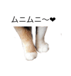 三毛猫チャム2（個別スタンプ：34）