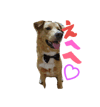 元野良犬☆リキ☆（個別スタンプ：13）