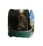 猫のジャックさん（個別スタンプ：7）