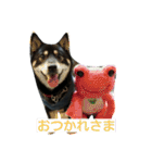 黒柴もなかちゃん（個別スタンプ：3）