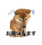 柴犬 銀兄ちゃん スタンプ vol.1（個別スタンプ：19）