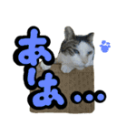 ねこづら 3（個別スタンプ：4）