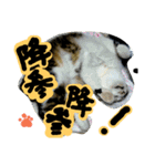 ねこづら 3（個別スタンプ：24）