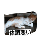 野良猫しじみちゃんです（個別スタンプ：24）