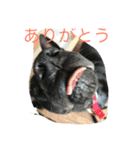 黒犬エイトくん（個別スタンプ：1）