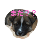 大橋いぬ（個別スタンプ：11）