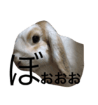 犬と猫とうさぎとハムスター（個別スタンプ：3）