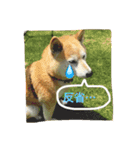 柴犬はな♀（個別スタンプ：11）