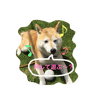 柴犬はな♀（個別スタンプ：12）