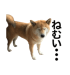 柴犬「あんず」（個別スタンプ：1）