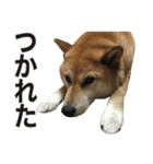 柴犬「あんず」（個別スタンプ：2）