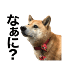 柴犬「あんず」（個別スタンプ：3）
