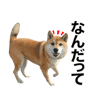 柴犬「あんず」（個別スタンプ：4）