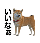 柴犬「あんず」（個別スタンプ：5）