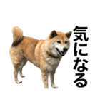 柴犬「あんず」（個別スタンプ：6）