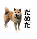 柴犬「あんず」（個別スタンプ：7）