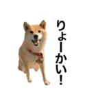 柴犬「あんず」（個別スタンプ：8）