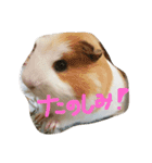 トト丸のスタンプ（個別スタンプ：31）