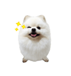 Power Pomeranian V.1（個別スタンプ：4）