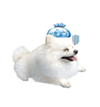 Power Pomeranian V.1（個別スタンプ：10）