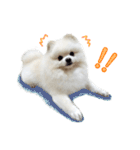 Power Pomeranian V.1（個別スタンプ：21）