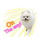 Power Pomeranian V.1（個別スタンプ：22）