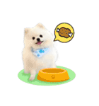 Power Pomeranian V.1（個別スタンプ：26）