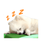 Power Pomeranian V.1（個別スタンプ：30）