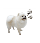 Power Pomeranian V.1（個別スタンプ：31）