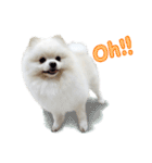 Power Pomeranian V.1（個別スタンプ：32）