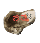 しゃくれ猫 しおん（個別スタンプ：8）