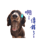 Big nose dog Toby VI（個別スタンプ：15）