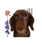 Big nose dog Toby VI（個別スタンプ：30）