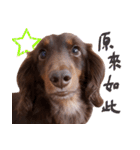 Big nose dog Toby VI（個別スタンプ：33）