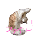 にゃんすたぐらむだにゃん（個別スタンプ：1）