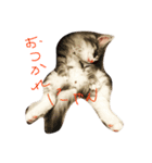 にゃんすたぐらむだにゃん（個別スタンプ：2）