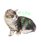 にゃんすたぐらむだにゃん（個別スタンプ：3）
